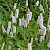Persicaria bistorta - © Charles Hipkin