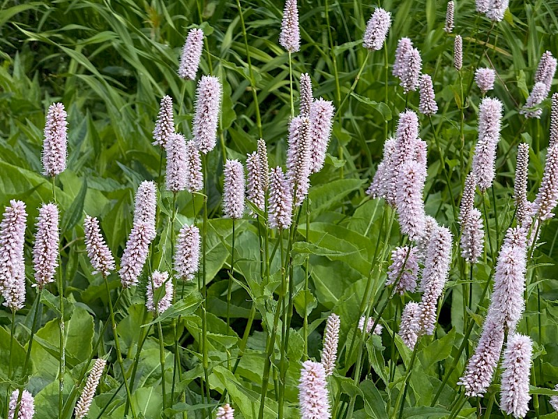 Persicaria bistorta - © Charles Hipkin