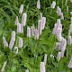 Persicaria bistorta