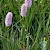 Persicaria bistorta - © Charles Hipkin