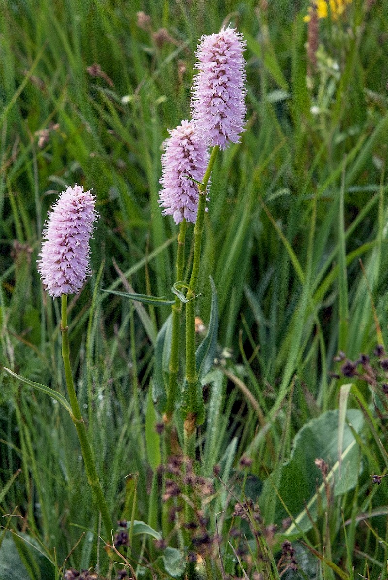 Persicaria bistorta - © Charles Hipkin