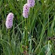 Persicaria bistorta