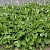 Persicaria bistorta - © Charles Hipkin