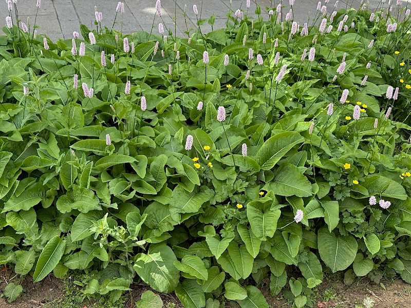 Persicaria bistorta - © Charles Hipkin