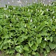 Persicaria bistorta