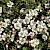Cotoneaster integrifolius - © Charles Hipkin