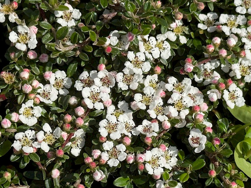 Cotoneaster integrifolius - © Charles Hipkin