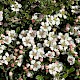 Cotoneaster integrifolius