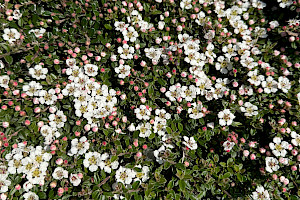 Cotoneaster integrifolius Entire-leaved Cotoneaster
