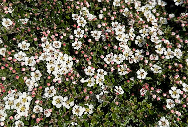 Cotoneaster integrifolius - © Charles Hipkin