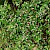 Cotoneaster simonsii - © Charles Hipkin