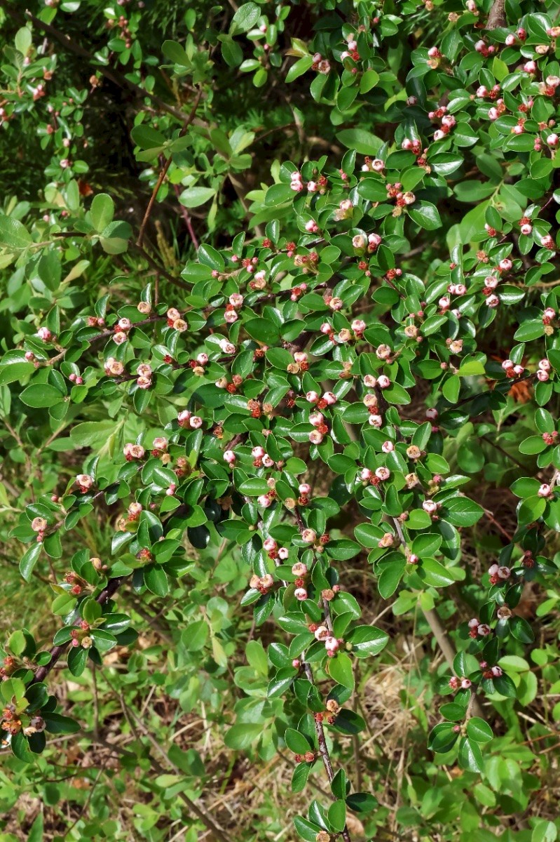 Cotoneaster simonsii - © Charles Hipkin