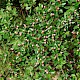 Cotoneaster simonsii