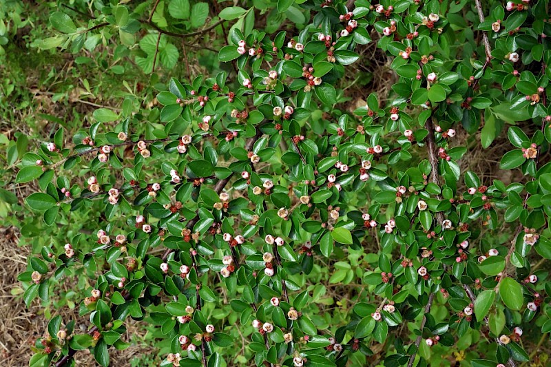 Cotoneaster simonsii - © Charles Hipkin