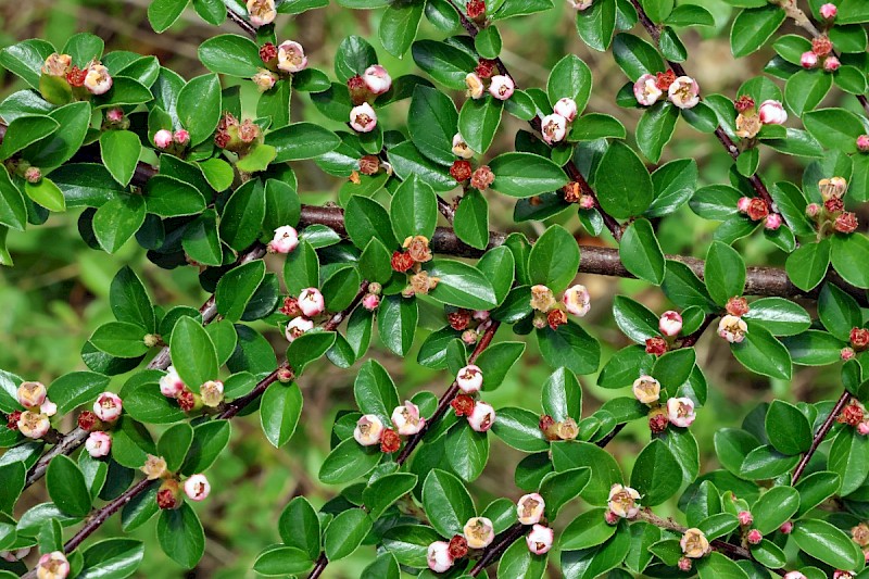 Cotoneaster simonsii - © Charles Hipkin