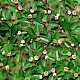 Cotoneaster simonsii