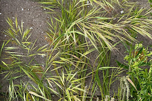 Anisantha madritensis Compact Brome