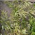Anisantha madritensis - © Charles Hipkin