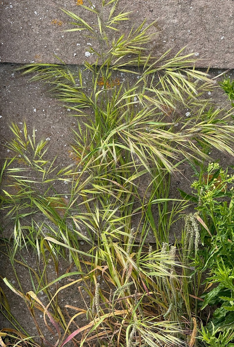 Anisantha madritensis - © Charles Hipkin