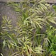 Anisantha madritensis