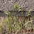 Anisantha madritensis - © Charles Hipkin