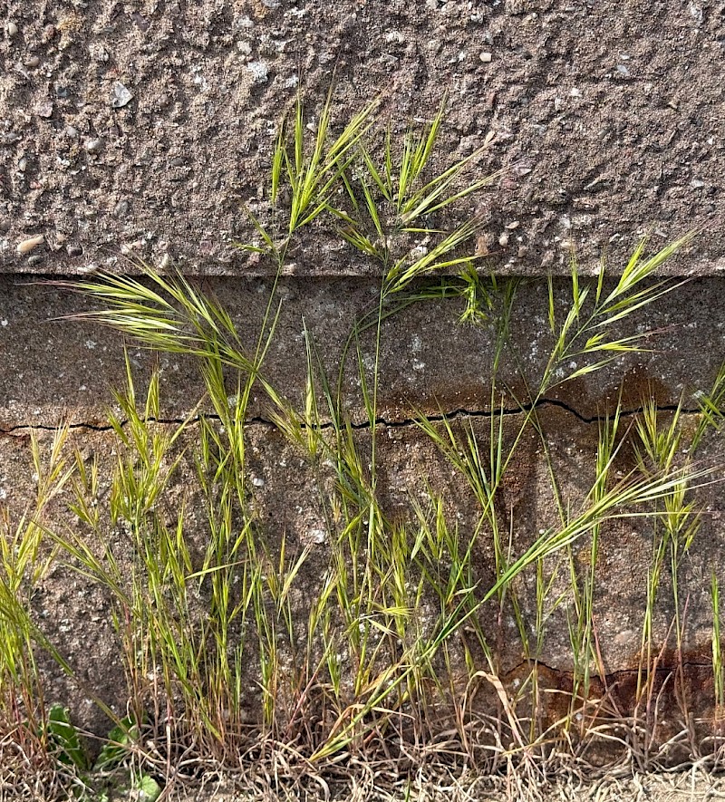 Anisantha madritensis - © Charles Hipkin