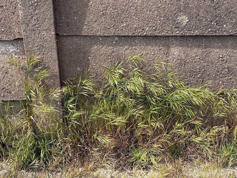 Anisantha madritensis