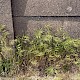 Anisantha madritensis