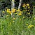 Crepis biennis - © Charles Hipkin