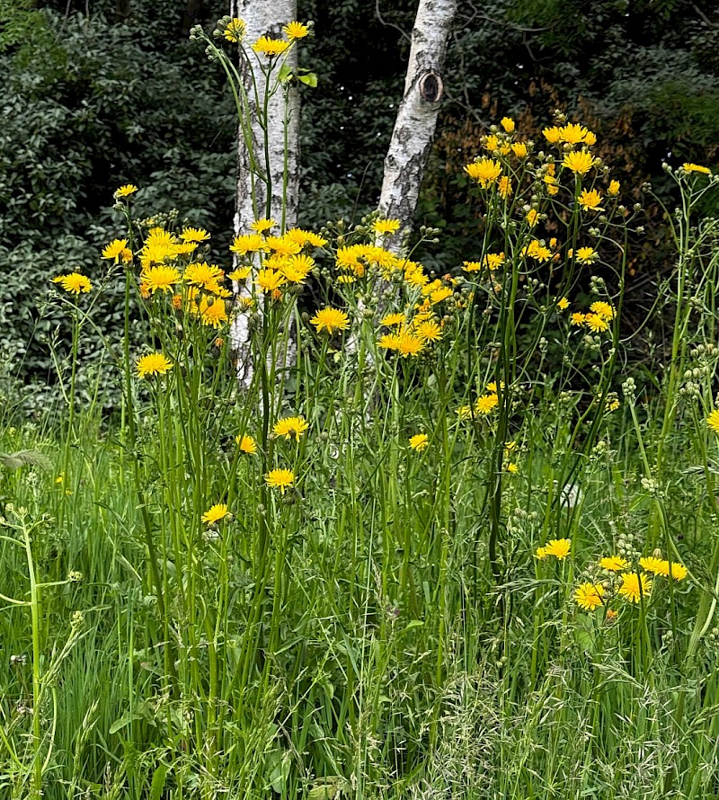 Crepis biennis - © Charles Hipkin