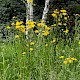 Crepis biennis