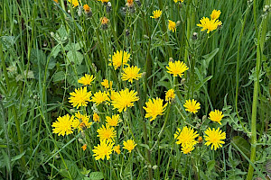 Crepis biennis Rough Hawk's-beard
