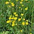 Crepis biennis - © Charles Hipkin