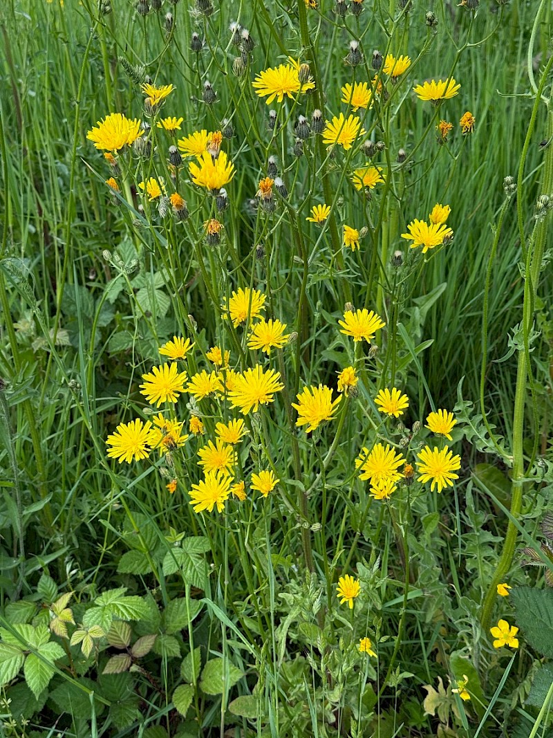 Crepis biennis - © Charles Hipkin