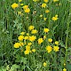 Crepis biennis