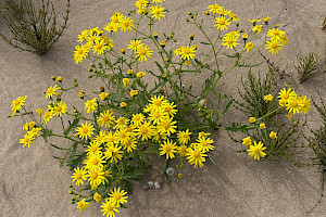 Senecio squalidus Oxford Ragwort
