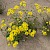 Senecio squalidus - © Charles Hipkin