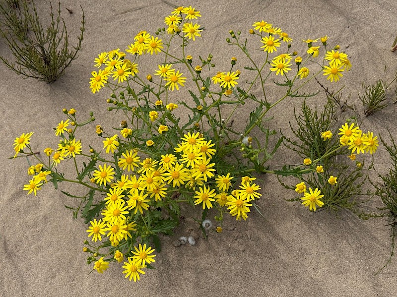 Senecio squalidus - © Charles Hipkin