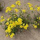 Senecio squalidus