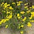 Senecio squalidus - © Charles Hipkin
