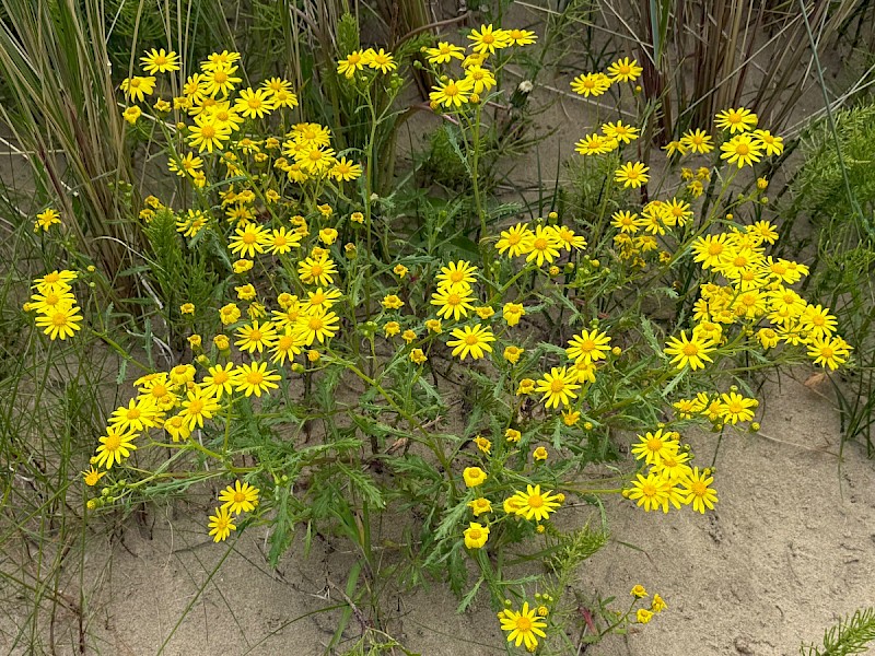 Senecio squalidus - © Charles Hipkin