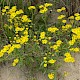 Senecio squalidus
