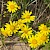 Senecio squalidus - © Charles Hipkin