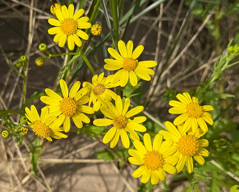 Senecio squalidus - © Charles Hipkin