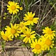 Senecio squalidus