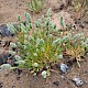 Phleum arenarium