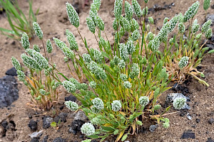Phleum arenarium Sand Cat's-tail