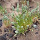 Phleum arenarium