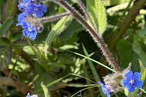 Pentaglottis sempervirens Green Alkanet