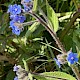 Pentaglottis sempervirens